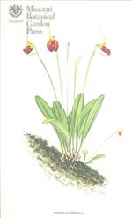 Orchid Print, Amplexa (A Treasure of Masdevallia, Vol. 24)     