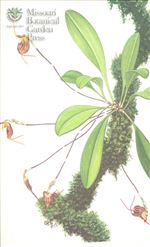 Orchid Print, Bicornis (A Treasure of Masdevallia, Vol. 24)    