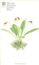 Orchid Print, Calagrasalis (A Treasure of Masdevallia, Vol. 24)   