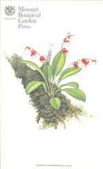 Orchid Print, Dimorphotricha (A Treasure of Masdevallia, Vol. 24)  
