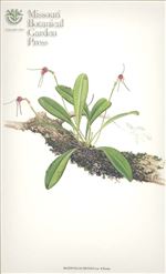 Orchid Print, Dryada (A Treasure of Masdevallia, Vol. 24) 
