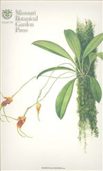 Orchid Print, Maduroi (A Treasure of Masdevallia, Vol. 24)