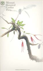 Orchid Print, Manchinazae (A Treasure of Masdevallia, Vol. 24)