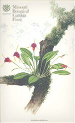Orchid Print, Mystica (A Treasure of Masdevallia, Vol. 24) 