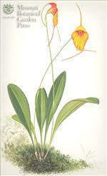 Orchid Print, Niesseniae (A Treasure of Masdevallia, Vol. 24)