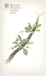 Orchid Print, Papillosa (A Treasure of Masdevallia, Vol. 24)      