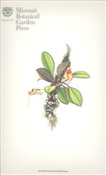 Orchid Print, Phasmatodes (A Treasure of Masdevallia, Vol. 24)      
