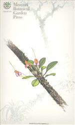 Orchid Print, Polychroma (A Treasure of Masdevallia, Vol. 24)     