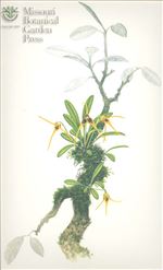 Orchid Print, Richardsoniana (A Treasure of Masdevallia, Vol. 24)    