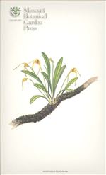 Orchid Print, Truncata (A Treasure of Masdevallia, Vol. 24)     