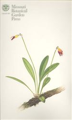 Orchid Print, Adrianae (A Treasure of Masdevallia, Vol. 25)     