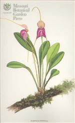 Orchid Print, Antonii (A Treasure of Masdevallia, Vol. 25)    