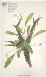 Orchid Print, Burianii (A Treasure of Masdevallia, Vol. 25)    