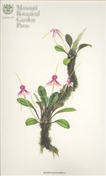 Orchid Print, Cloesii (A Treasure of Masdevallia, Vol. 25)   
