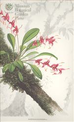 Orchid Print, Dalstroemii (A Treasure of Masdevallia, Vol. 25)   