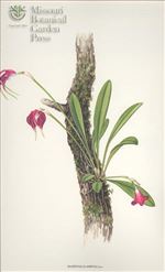Orchid Print, Empusa (A Treasure of Masdevallia, Vol. 25)   