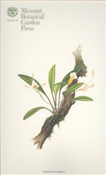 Orchid Print, Fuschii (A Treasure of Masdevallia, Vol. 25)   
