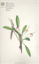 Orchid Print, Karineae (A Treasure of Masdevallia, Vol. 25)  