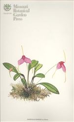 Orchid Print, Marizae (A Treasure of Masdevallia, Vol. 25) 