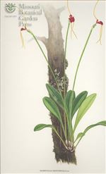 Orchid Print, Odontopetala (A Treasure of Masdevallia, Vol. 25)