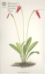 Orchid Print, Revoluta (A Treasure of Masdevallia, Vol. 25)