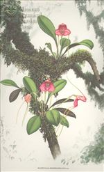Orchid Print, Rhodehameliana (A Treasure of Masdevallia, Vol. 25)