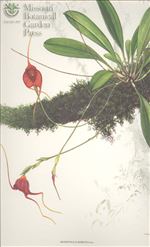 Orchid Print, Robusta (A Treasure of Masdevallia, Vol. 25)