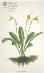 Orchid Print, Synthesis (A Treasure of Masdevallia, Vol. 25)