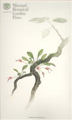 Orchid Print, Vasquezii (A Treasure of Masdevallia, Vol. 25)