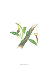 Orchid Print, Masdevallia Bennettii (A Treasure of Masdevallia, Vol. 26) 