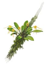 Orchid Print, Masdevallia Deniseana (A Treasure of Masdevallia, Vol. 26) 