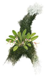 Orchid Print, Masdevallia Gloriae (A Treasure of Masdevallia, Vol. 26)