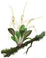Orchid Print, Masdevallia Immensa (A Treasure of Masdevallia, Vol. 26) 