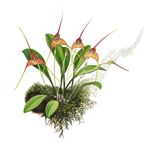 Orchid Print, Masdevallia Instar (A Treasure of Masdevallia, Vol. 26) 