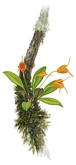 Orchid Print, Masdevallia Medinae (A Treasure of Masdevallia, Vol. 26) 