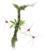 Orchid Print, Masdevallia Merinoi (A Treasure of Masdevallia, Vol. 26) 