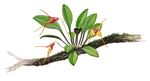 Orchid Print, Masdevallia Os-Vipera (A Treasure of Masdevallia, Vol. 26) 