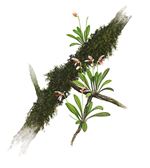 Orchid Print, Masdevallia Pleurothalloides (A Treasure of Masdevallia, Vol. 26) 
