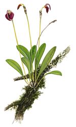 Orchid Print, Masdevallia Proboscoidea (A Treasure of Masdevallia, Vol. 26) 