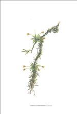 Orchid Print, Masdevalia Pterygiophora (A Treasure of Masdevallia, Vol. 26) 
