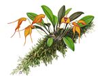 Orchid Print, Masdevallia Rana-Aurea (A Treasure of Masdevallia, Vol. 26) 