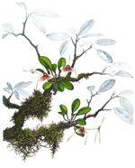 Orchid Print, Masdevallia Stigii (A Treasure of Masdevallia, Vol. 26)