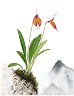 Orchid Print, Masdevallia X Splendida (A Treasure of Masdevallia, Vol. 26) 