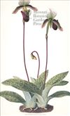 Orchid Print,  Paphiopedilum Barbatum (Thesaurus Woolwardiae, Vol. 1)  