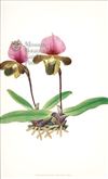Orchid Print,  Paphiopedilum Charlesworthii (Thesaurus Woolwardiae, Vol. 1)  