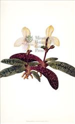 Orchid Print,  Paphiopedilum Concolor (Thesaurus Woolwardiae, Vol. 1)  