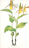 Orchid Print,  Cypripedium Calceolus L Var Pubescens (Thesaurus Woolwardiae, Vol. 1)  