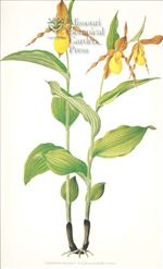 Orchid Print,  Cypripedium Calceolus L Var Pubescens (Thesaurus Woolwardiae, Vol. 1)  