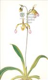 Orchid Print,  Paphiopedilum Haynaldianum (Thesaurus Woolwardiae, Vol. 1)  