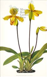 Orchid Print,  Paphiopedilum Insigne (Thesaurus Woolwardiae, Vol. 1)  